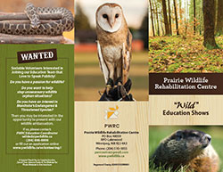 Educational Shows Brochure - English